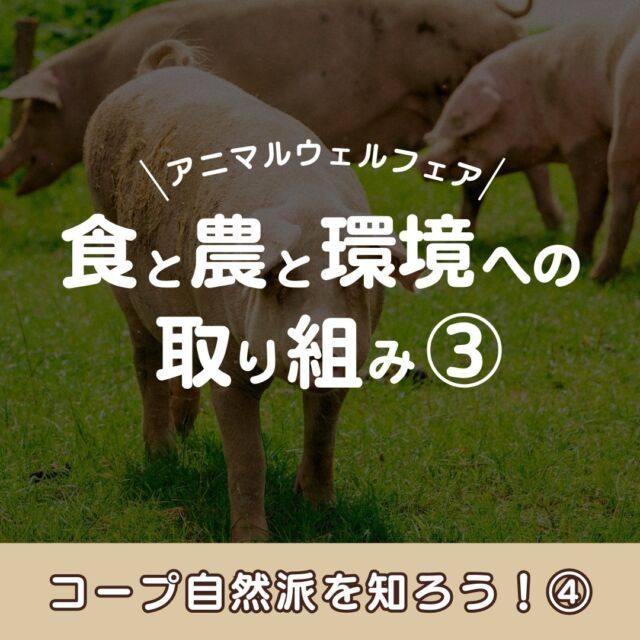 【📖シリーズ📖】

第4弾は、
「食と農と環境への取り組み③」
をご紹介✨

みなさんは、
『アニマルウェルフェア』
という言葉をご存知ですか？💭

アニマルウェルフェアは、
「動物福祉」と訳され、
家畜であっても生きている限り、
不必要な痛みや苦しみを
受けない権利がある
という意味です🐄🐖🐓

コープ自然派の商品は、
アニマルウェルフェアに
基づいた商品を取り扱っています🥩

イチオシ商品は、
七星食品さんの
「自然豚」のお肉🐖
生姜焼き用やしゃぶしゃぶ用など、
料理に合わせたお肉があり、
ぎゅっとつまったお肉の旨みが
組合員の中でも人気の商品です⭐

ぜひこの機会に、
コープ自然派の商品を
味わってみませんか？🎵

資料請求・加入申込みは、
プロフィールURLをから
お申込みください😊

------------------------------
その他のイベント情報は、
過去の投稿にて掲載中❕
フォローして、最新情報をチェック✅

「生協の宅配コープ自然派」については、
プロフィールのURLをタップ📱

#コープ自然派しこく #コープ自然派
#香川 #徳島 #愛媛 #高知
#新シリーズ
#コープ自然派を知ろう
#国産 #有機 #農業 #自然 #環境 #農薬
#アニマルウェルフェア
#動物福祉
#家畜 #オーガニック
#自然豚